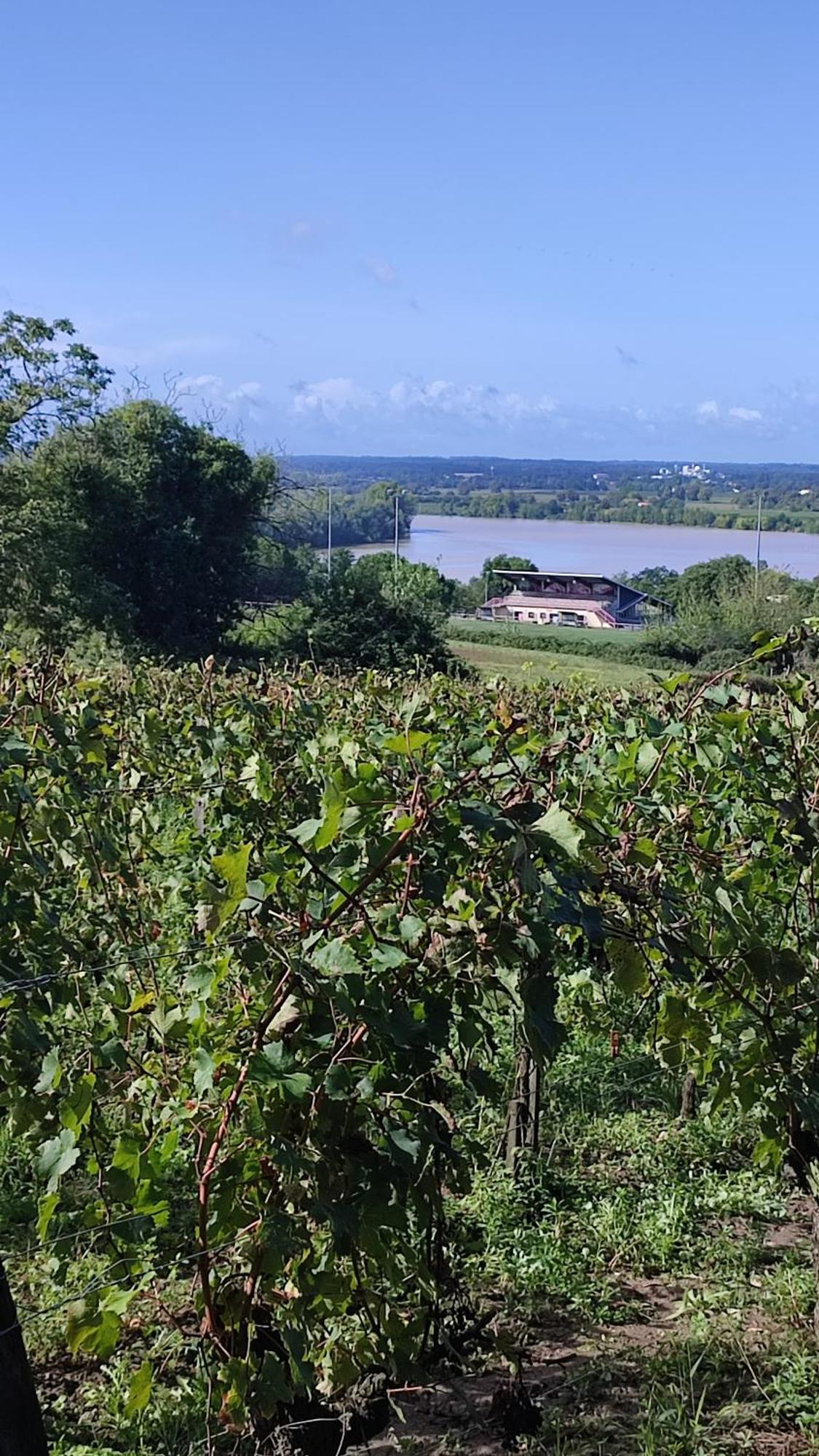 Maison Charmeilles - La Suite Pomerol Fronsac  Εξωτερικό φωτογραφία